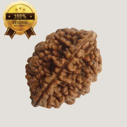 2 Mukhi Rudraksha Energized & Certified by Dr. Indrani S Sirkar