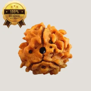 3 Mukhi Rudraksha Energized & Certified by Dr. Indrani S Sirkar