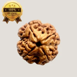4 Mukhi Rudraksha Energized & Certified by Dr. Indrani S Sirkar