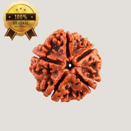 5 Mukhi Rudraksha Energized & Certified by Dr. Indrani S Sirkar