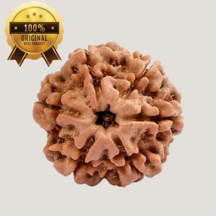 6 Mukhi Rudraksha Energized & Certified by Dr. Indrani S Sirkar