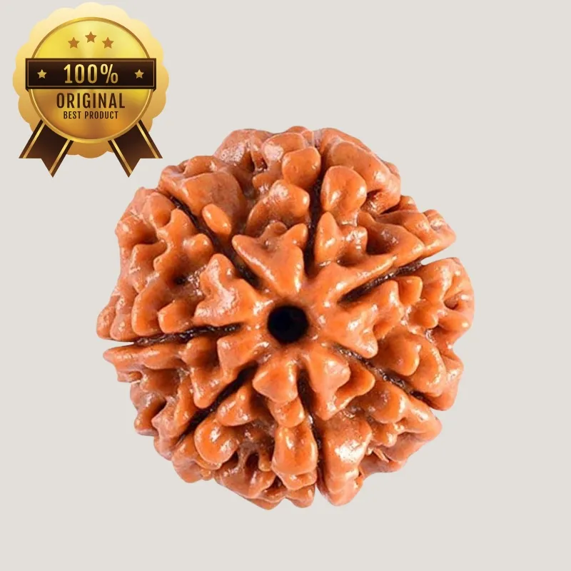 7 Mukhi Rudraksha Energized & Certified by Dr. Indrani S Sirkar 7 Mukhi Rudraksha Energized & Certified by Dr. Indrani S Sirkar