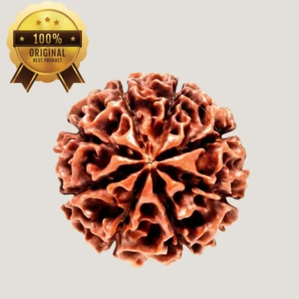 8 Mukhi Rudraksha Energized & Certified by Dr. Indrani S Sirkar