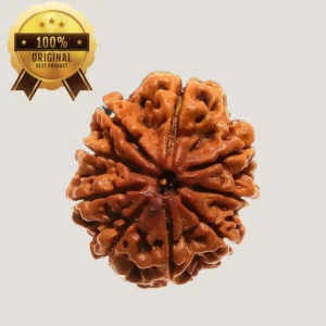 9 Mukhi Rudraksha Energized & Certified by Dr. Indrani S Sirkar