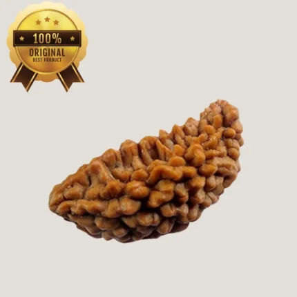 Ek Mukhi Rudraksha Energized & Certified by Dr. Indrani S Sirkar