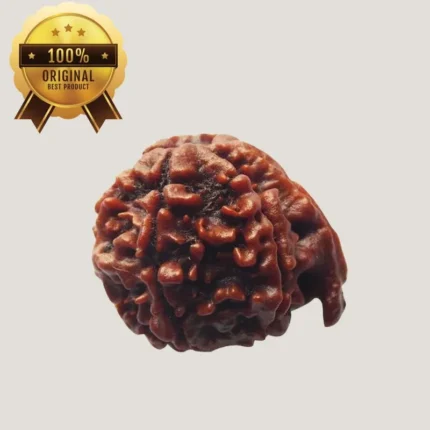 Ganesha Rudraksha – Energized & Certified by Dr. Indrani S Sirkar
