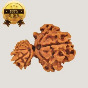 Gouri Ganesha Rudraksha – Energized & Certified by Dr. Indrani S Sirkar