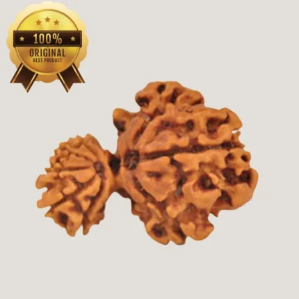 Gouri Ganesha Rudraksha – Energized & Certified by Dr. Indrani S Sirkar